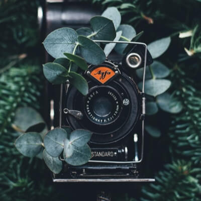 a camera hidden behind some foliage